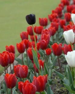 Tulip 'Couleur Cardinal' 17 Tulip 'Couleur Cardinal' -Beauty Flowers Shop tullip couleur cardinal 4