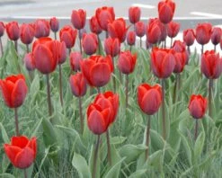 Tulip 'Couleur Cardinal' 18 Tulip 'Couleur Cardinal' -Beauty Flowers Shop tullip couleur cardinal 5