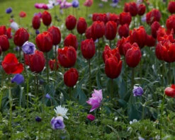 Tulip 'Couleur Cardinal' 20 Tulip 'Couleur Cardinal' -Beauty Flowers Shop tullip couleur cardinal 6