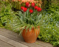 Tulip 'Couleur Cardinal' 21 Tulip 'Couleur Cardinal' -Beauty Flowers Shop tullip couleur cardinal 7
