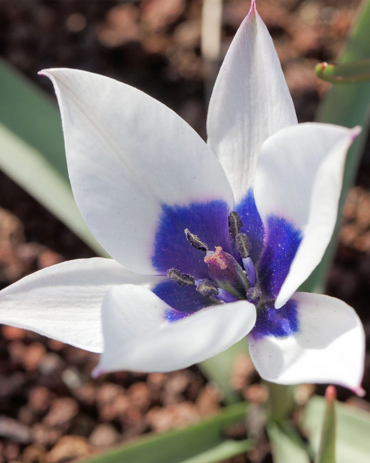 Tulip 'Coerulea Oculata Alba' 8 Tulip 'Coerulea Oculata Alba' - Image 6