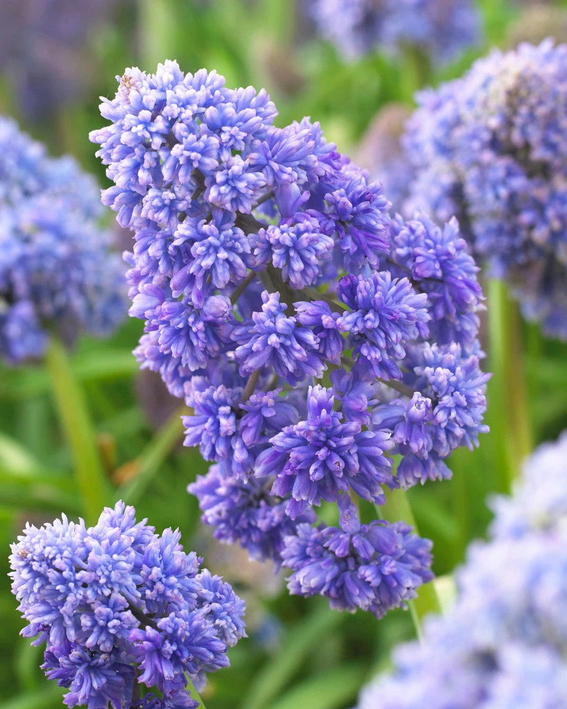 Muscari 'Fantasy Creation' 3 Muscari 'Fantasy Creation'