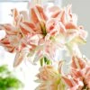Amaryllis 'Dancing Queen' 1 Amaryllis 'Dancing Queen' -Beauty Flowers Shop visi195744 b729a48b f635 4832 8e16 cb64b42a7ddc