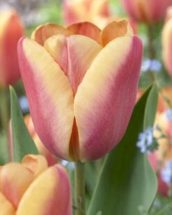 Tulip Collection 'Night & Day' 12 Tulip Collection 'Night & Day' -Beauty Flowers Shop visi67904